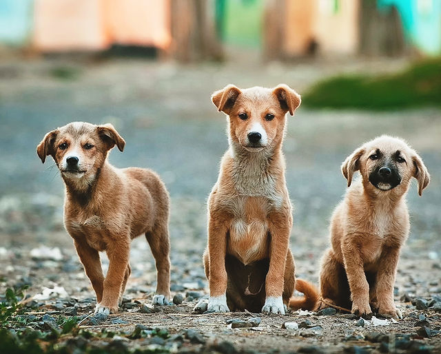 Pet Adoptions | South Coast Humane Society | United States Pet Adoptions | South Coast Humane Society | United States