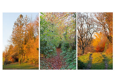 Triptych Autumnal Scenes by Steve Morris - Paul Burgess Award 2024.jpg
