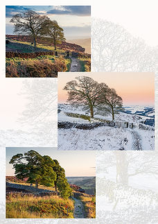 Trees by Howard Pratt - Paul Burgess Award 2024.jpg