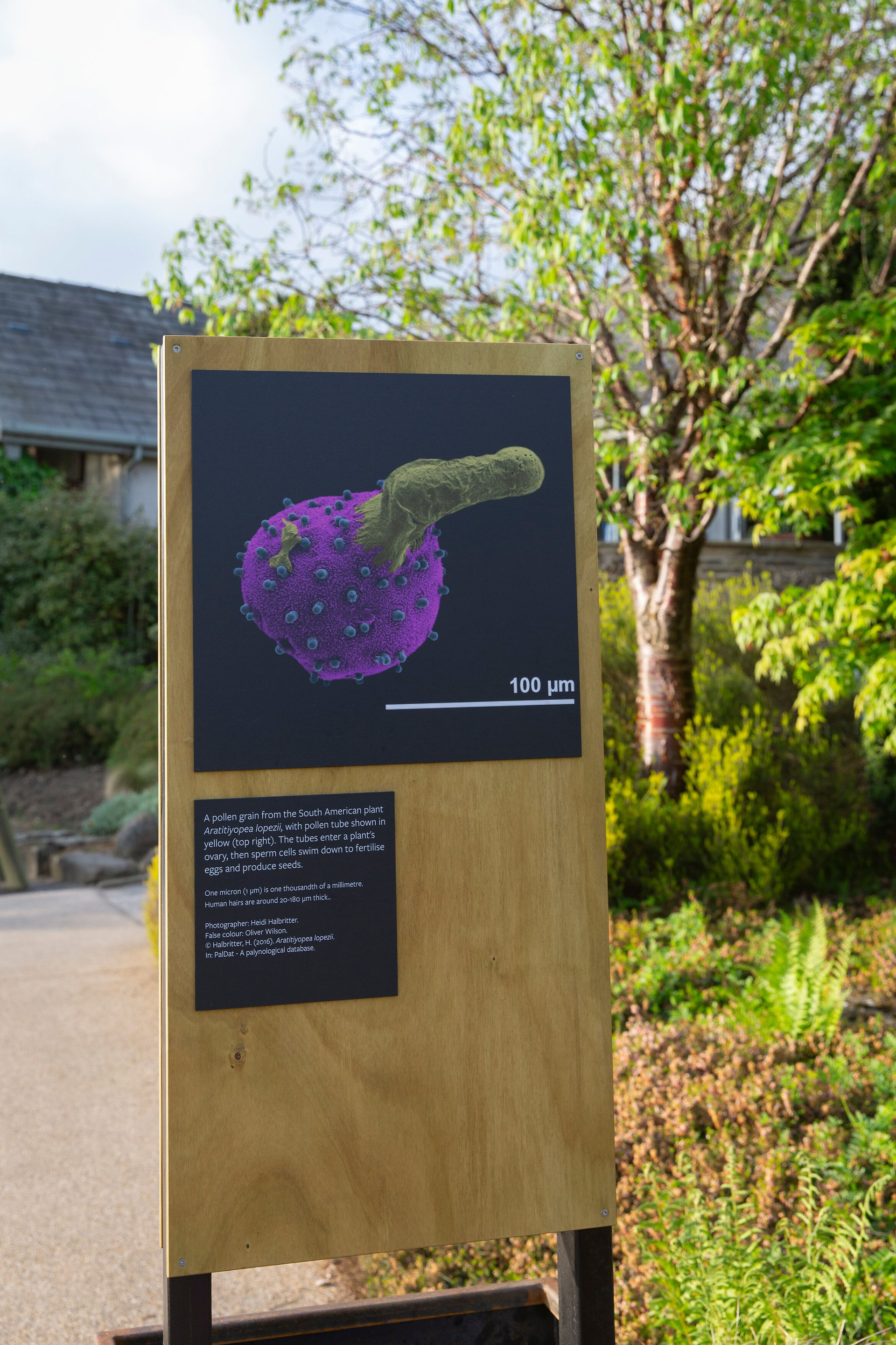 A wooden information board in a garden shows colourful images of pollen
