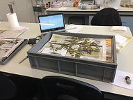 Dried plant specimens in a box being sampled and databased
