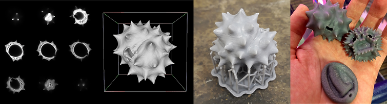 Leucanthemum scans model print hand wide.png