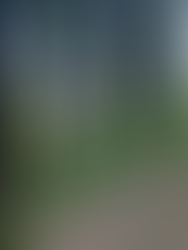 Wald