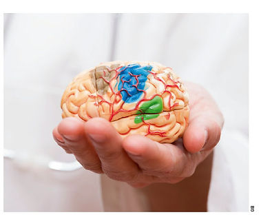 brain.jpg