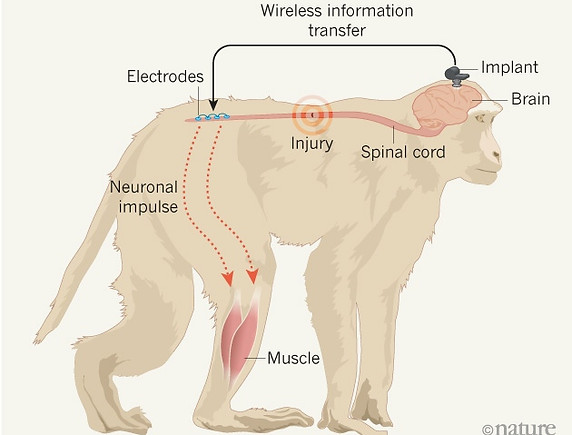 monkey-graphic-online_NATURE.jpg