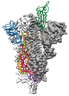 spike-protein-structure-214x300.png