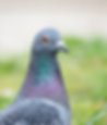 Pictures BLPP Overview - pigeon.png