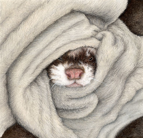 15SEPT26_Obi in blanket.jpg