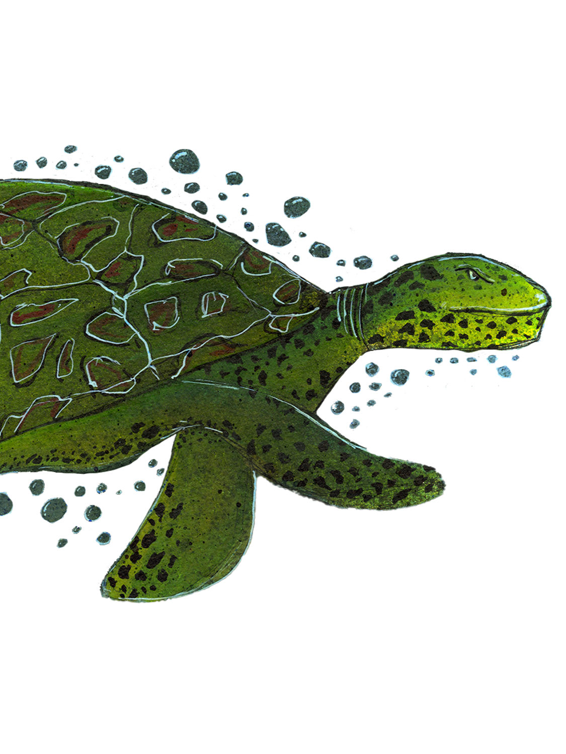 Terrance the Tetchy Turtle