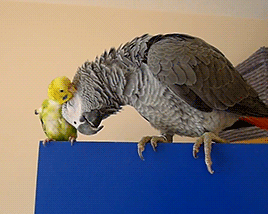 When_Life_Gives_You_Conures_â_tootrick