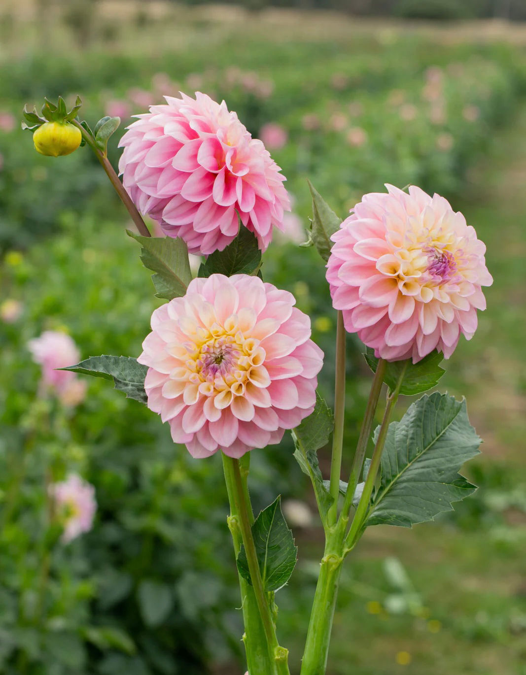 Jurginas “Florelie Pirouette”