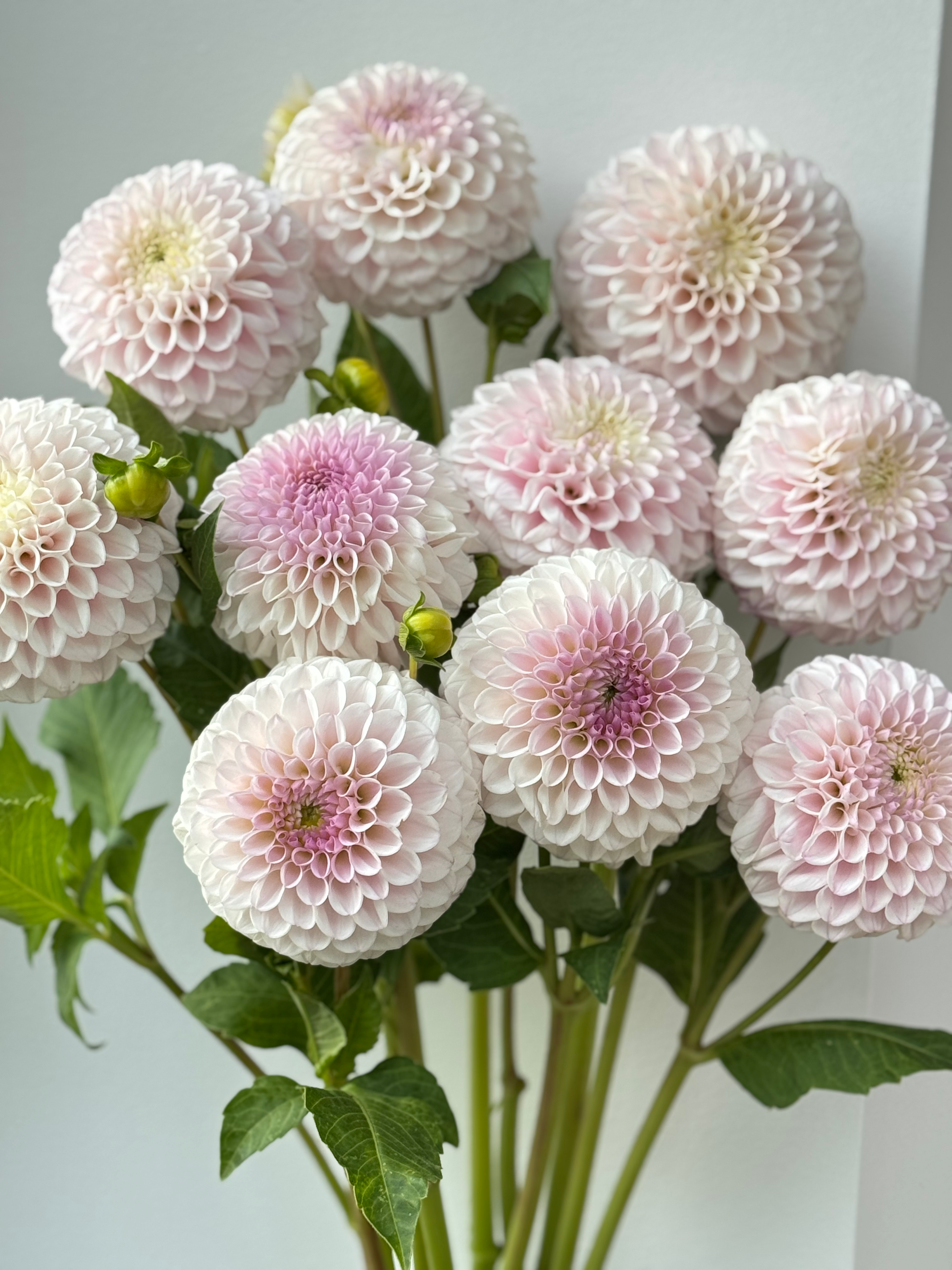 Jurginas “Pink Pearl”