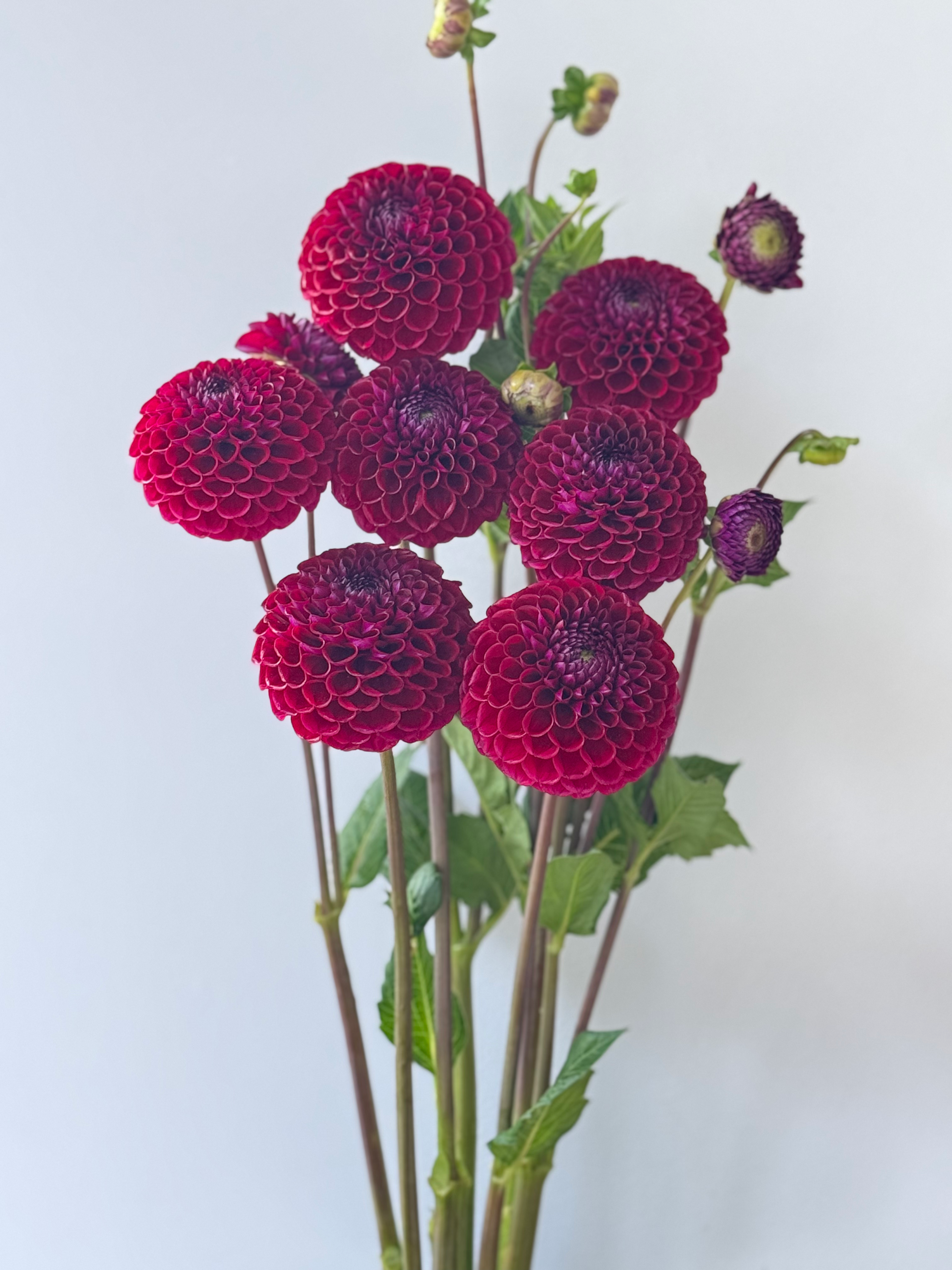 Jurginas “Ivanetti”