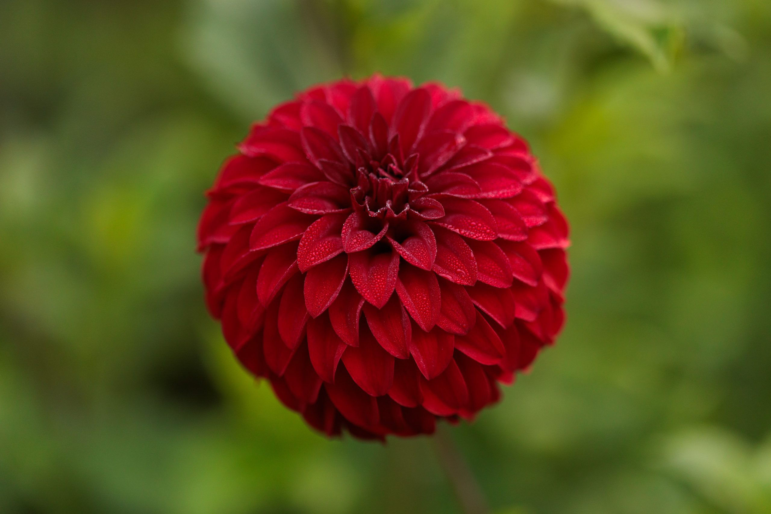 Jurginas “River’s Cherry Bomb”