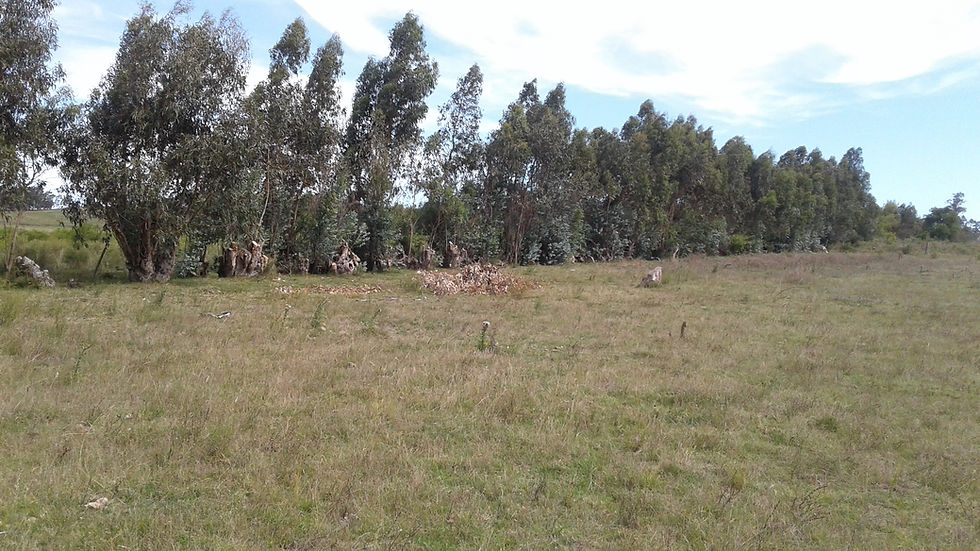 Miniatura: Chacra 5 hectareas en Lavalleja