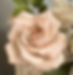 Dusty rose_edited_edited.jpg