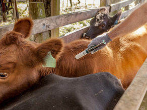 Compra anticipada vacuna contra la fiebre Aftosa 2da Campaña 2025