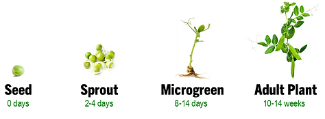 Pea Life Cycle.png