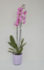 סחלב ורוד פורח בעציץ סגול