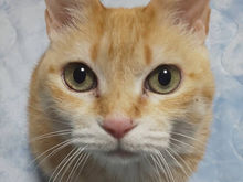 「トリミング」のご予約について