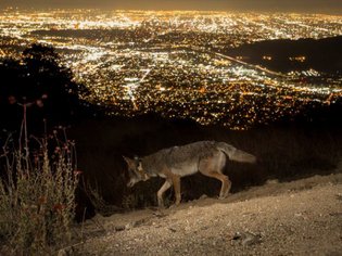 Living with Coyotes