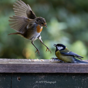 Wildlife/ Nature Photography