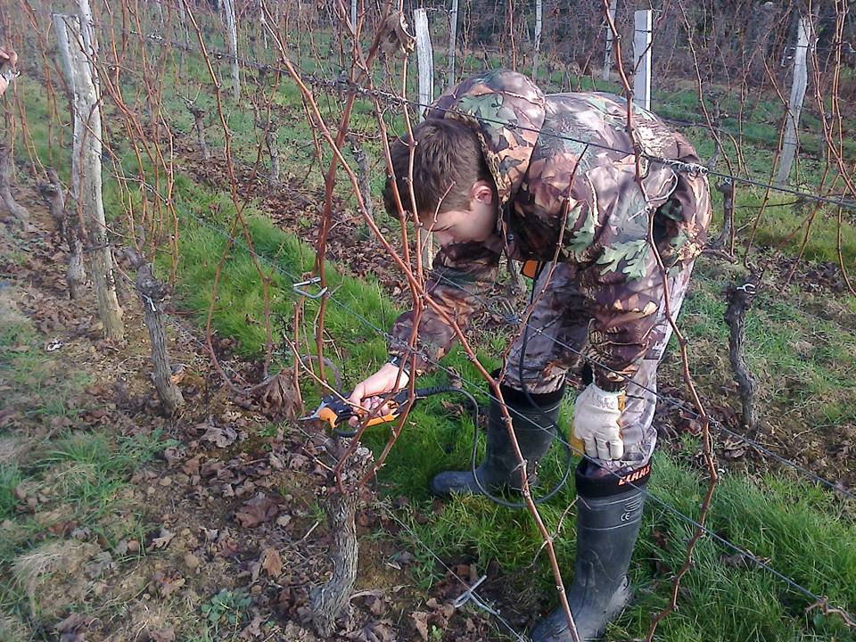 taille des vignes