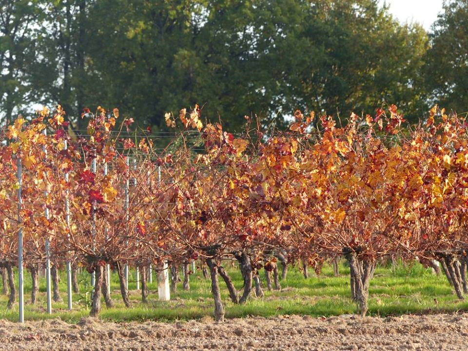 vigne rousse