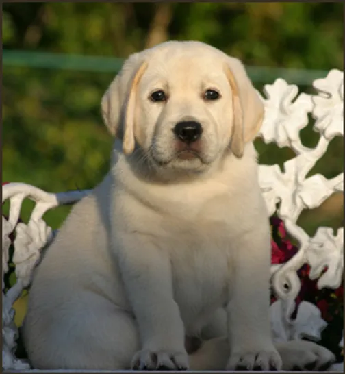 Mr Big S Photo Album Rosewaterlabradors