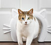 Cat going through tunnel_edited.jpg