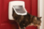 4 - way magnetic locking cat flap in a door