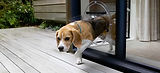 dog door in glass.jpeg