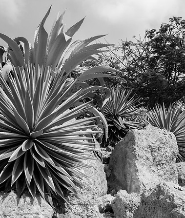 Desert Nature
