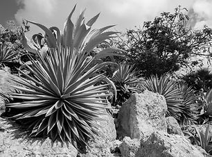 Naturaleza del desierto