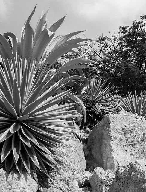 Naturaleza del desierto