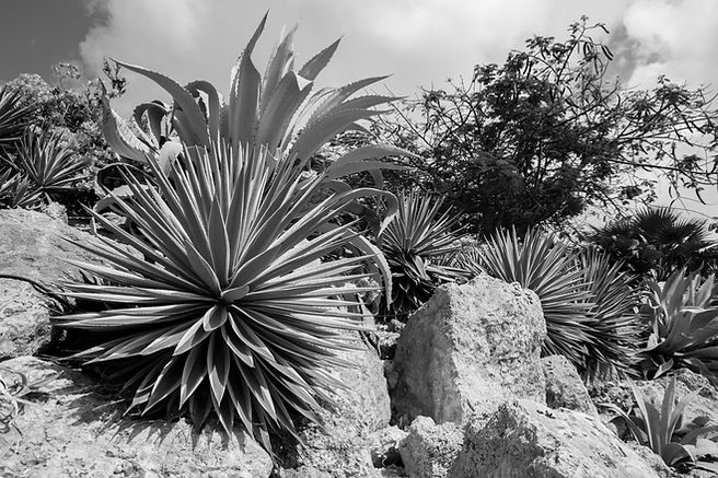 Agave In Desert