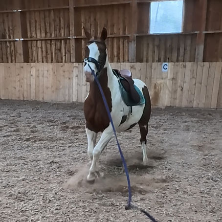 Pferd Lena zeigt sich an der Longe widersetzlich durch fehlende Tragfähigkeit und körperliche Überforderung.