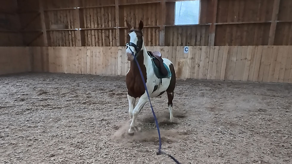 Pferd Lena zeigt sich an der Longe widersetzlich durch fehlende Tragfähigkeit und körperliche Überforderung.