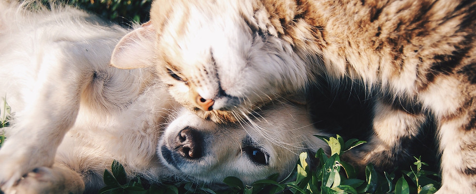 Hund und Katze in entspannter Atmosphäre – Tierphysiotherapie in Nürnberg mit Herz und Fachwissen.