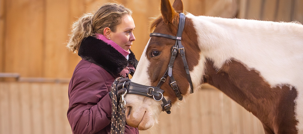 Pferd in entspannter Standhaltung während energetischer Tierkommunikation – Ganzheitliche Tiertherapie in Nürnberg.
