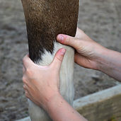 Manuelle-Lymphdrainage_1180x787_DSC_0684-1024x683_edited.jpg