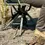 Thumbnail: Texas Hunter Adjustable Shooters Chair