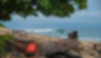cotton-trees-point-robertsport.jpeg
