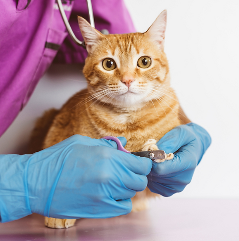 Cópia de Logotipo engenharia construção civil amarelo e preto (8).png