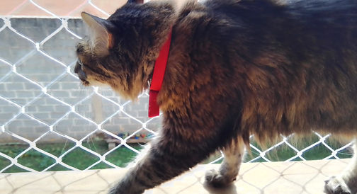 redes  de proteção para gatos em jundiai