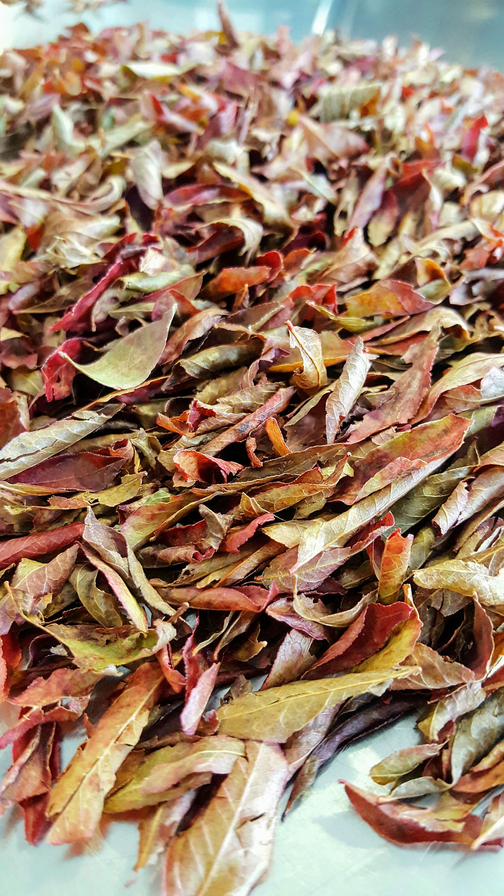 Thumbnail: Ginger Blues Tea Bags