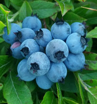 Thumbnail: 'Blue Cool' Tea, By the Ounce 