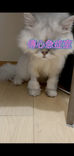 喵喵Kitty再做傳心