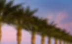 palm-trees-silhouetted-against-pink-and-blue-sky-2026-03-13-01-52-27-utc.jpg