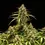 Thumbnail: Milky Way F1 feminized cannabis seeds
